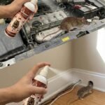 Buy best rat repellent spray for cars and home
